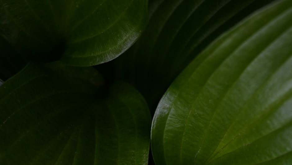 why hosta leaves turn brown