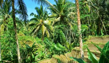 how can palm trees grow in lands end england