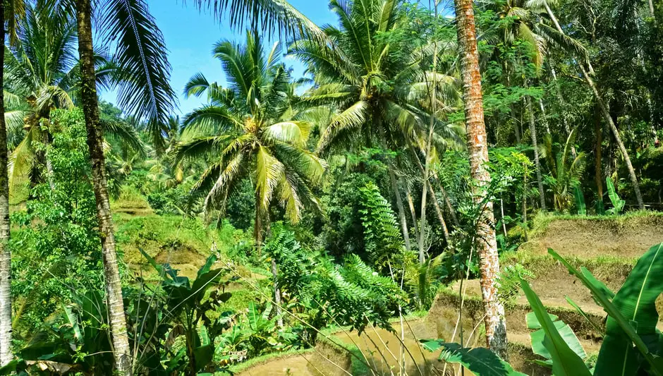 how can palm trees grow in lands end england