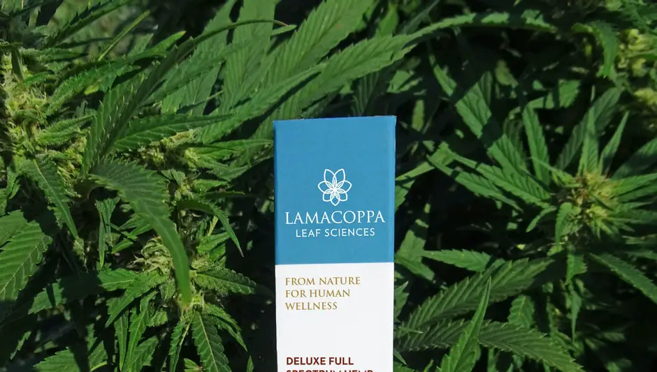 Where Does Black Seed Oil Come From? (Important Facts)