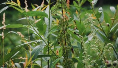 does white vinegar kill grass and weeds