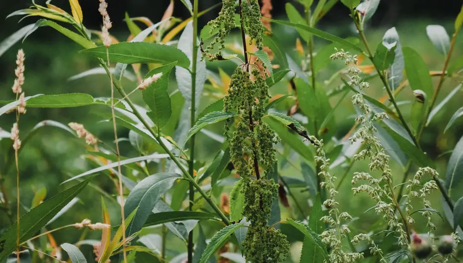 does white vinegar kill grass and weeds