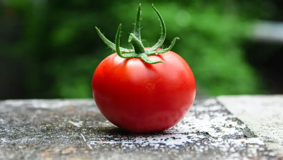 how many tomato plants in a hanging basket