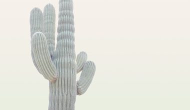 can a fallen saguaro cactus be saved