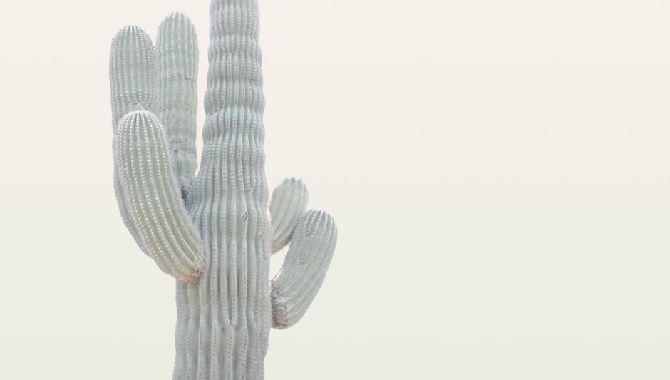 can a fallen saguaro cactus be saved