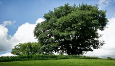 how to prune trees to keep them small