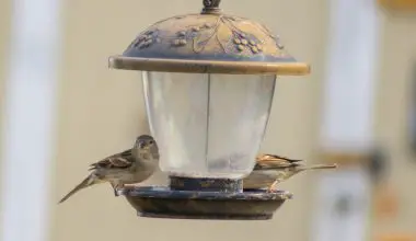how to clean bird seed