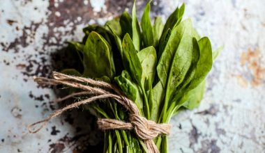 can spinach grow indoors