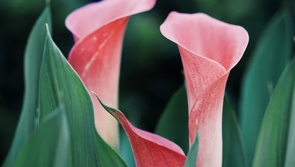 can calla lily grow indoors