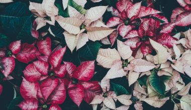 why are the leaves falling off my poinsettia plant