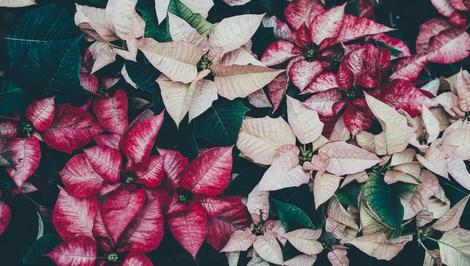 why are the leaves falling off my poinsettia plant