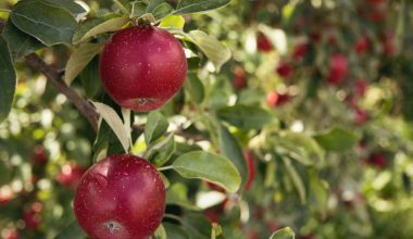 when do you prune apple trees