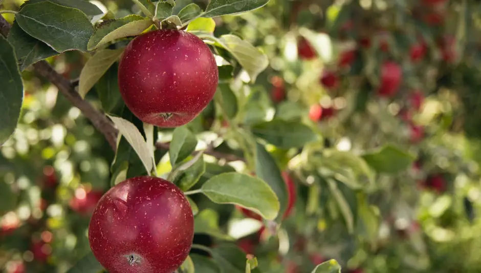 when do you prune apple trees