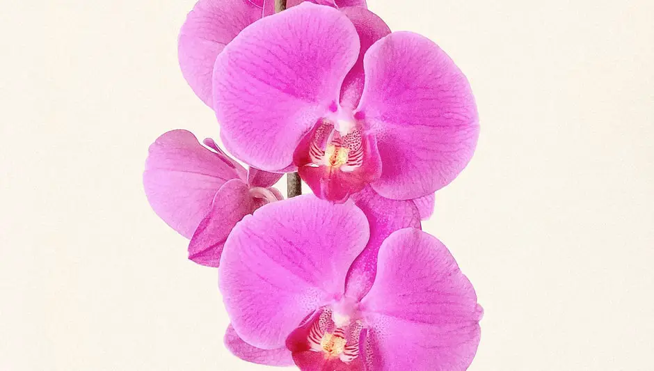 where are orchid flowers from