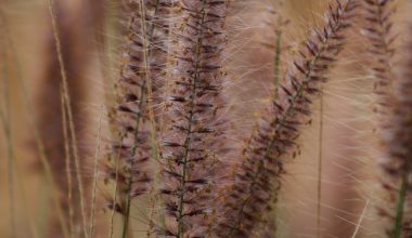 when should i put down grass seed in the spring