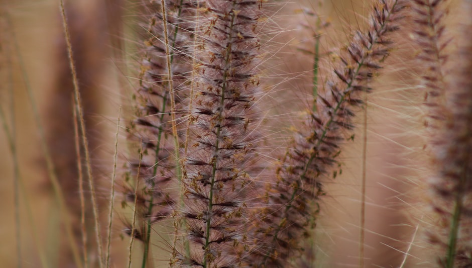 how long for grass seed to sprout