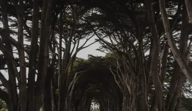 how tall do cypress trees grow