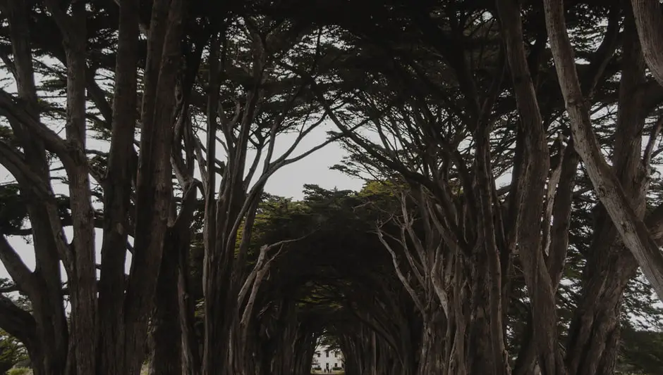 how tall do cypress trees grow