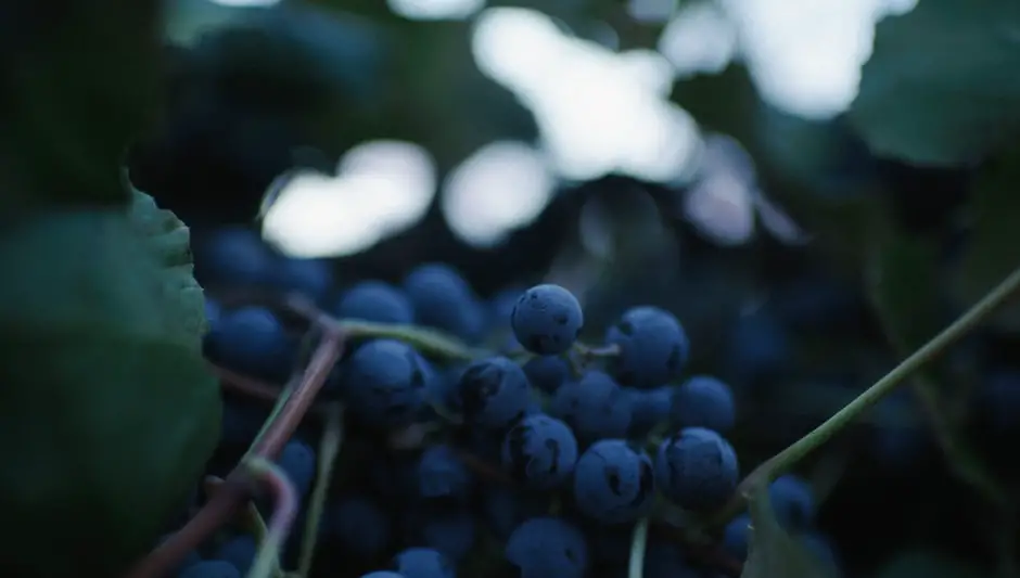 how to prune concord grapes