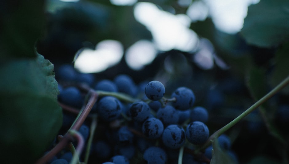 how to prune concord grapes