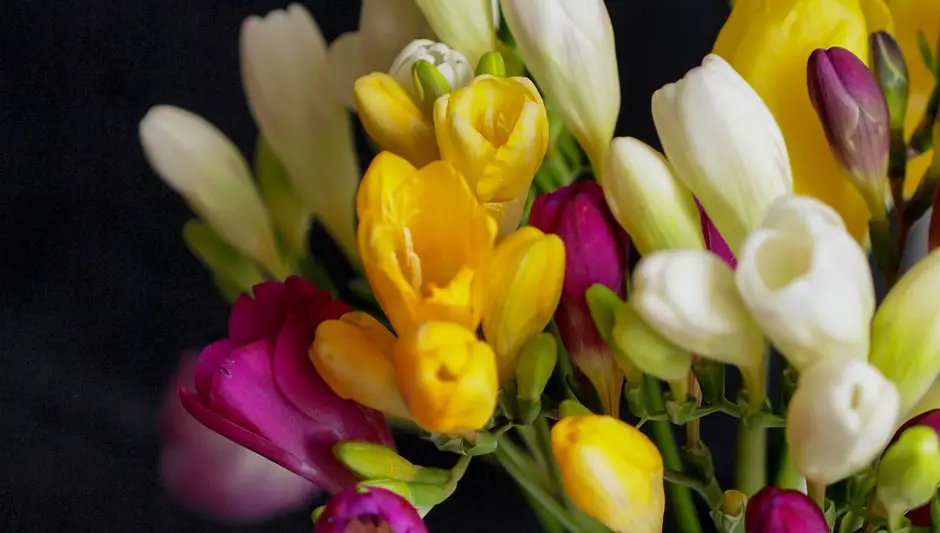 is freesia a perennial