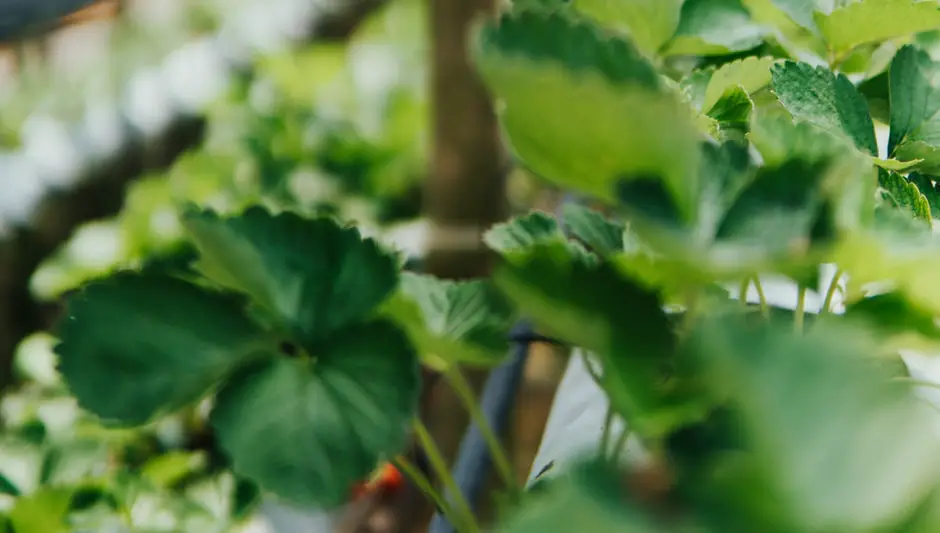 are aquaponics and hydroponics the same