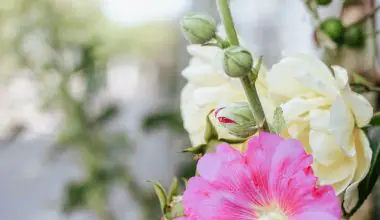 when should you sow hollyhock seeds