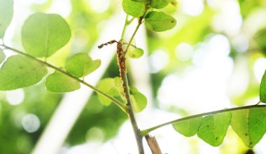 what are aphids on plants