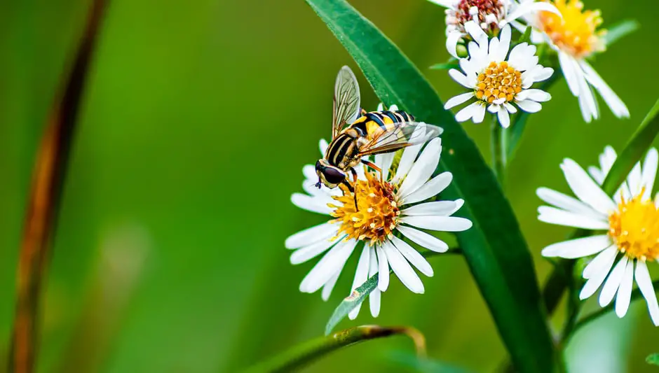 when does grass pollen end