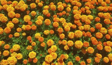 when to plant pot marigold seeds