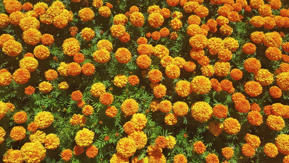 when to plant pot marigold seeds