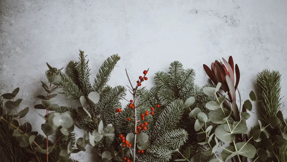 how to re root a christmas cactus