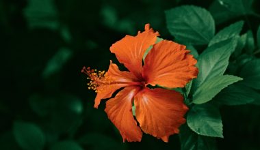 are hibiscus bushes perennials or annuals