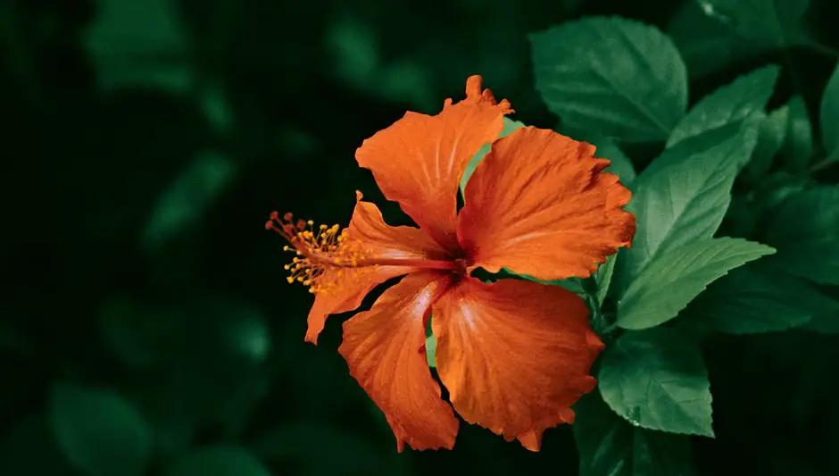 are hibiscus bushes perennials or annuals