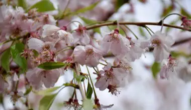 how to prune a weeping cherry tree