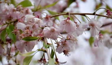 how to prune a weeping cherry tree