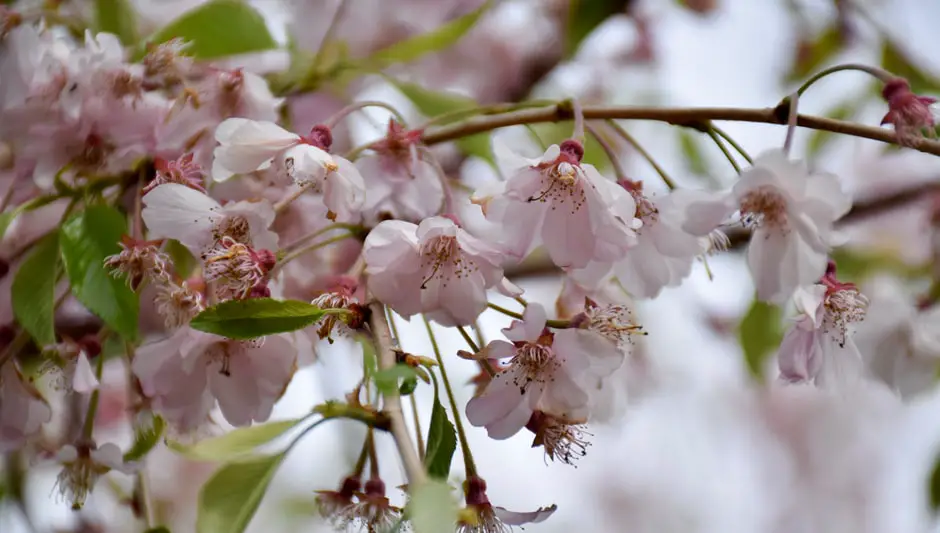 how to prune a weeping cherry tree