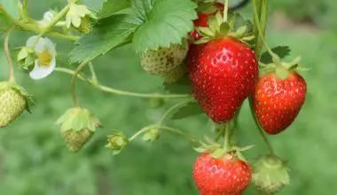 how to start a strawberry garden