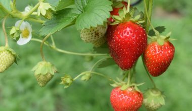 how to grow strawberries in a container garden