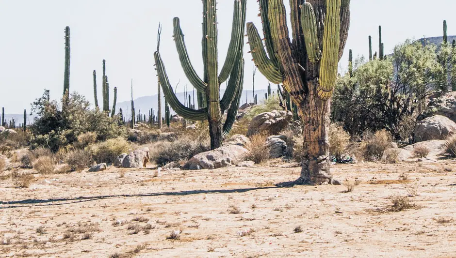 can you get poisoned from a cactus