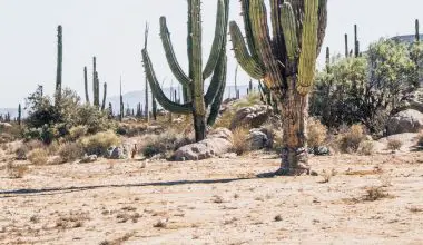 are cactus poisonous to dogs