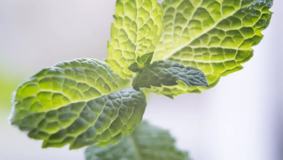 why is my mint plant wilting