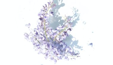 are lilacs perennials