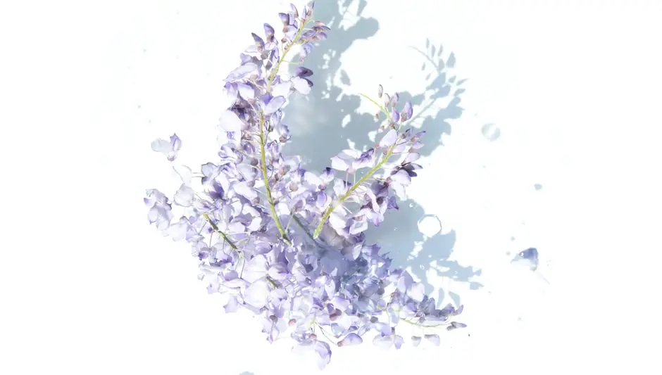 are lilacs perennials