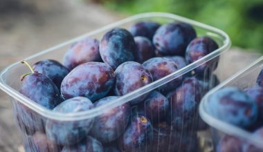 how to dry prune plums