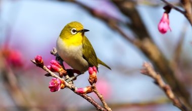 how do i keep birds out of my vegetable garden