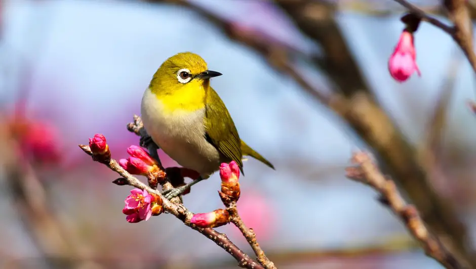 how do i keep birds out of my vegetable garden