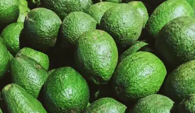 can you grow a producing avocado tree from the pits