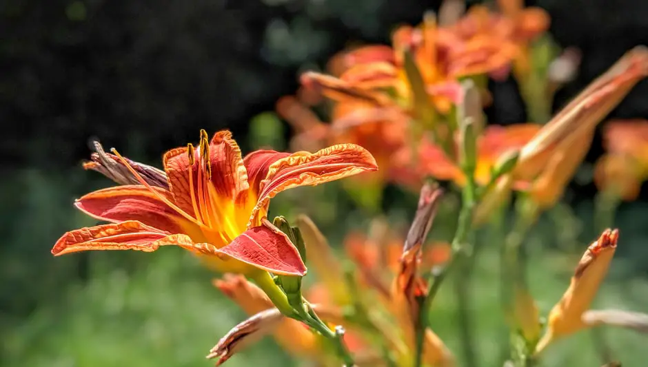 how to start petunia seeds indoors