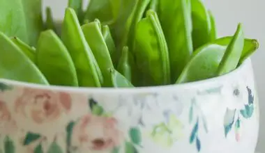 how to grow snap peas from seed